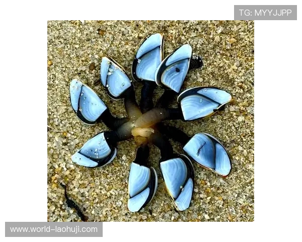 深海动物的奇异世界：探索深海中最神秘的生物种类