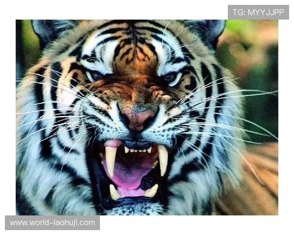 老虎角子机的安全使用指南与注意事项